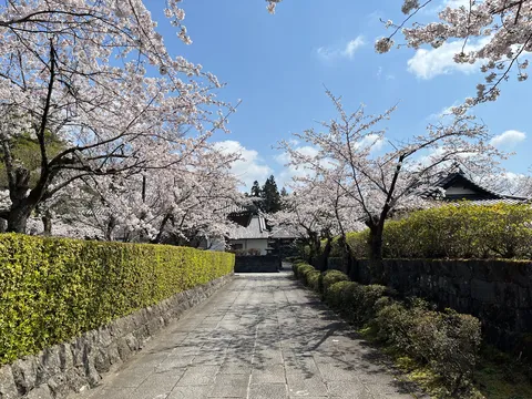 光と影の桜並木道