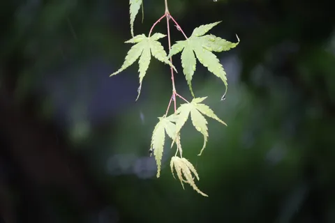 雨粒を宿す、若葉の雫