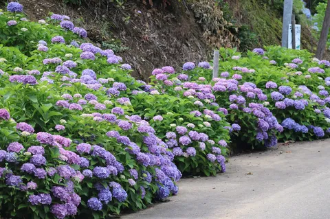 紫陽花の絨毯、色とりどりの季節