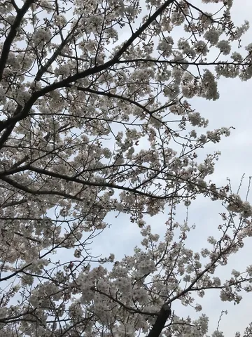 儚くも美しい、桜の生命力