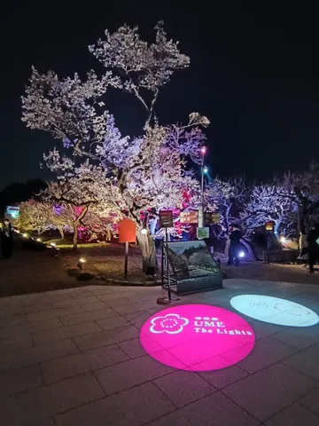 夜桜と色とりどりの光