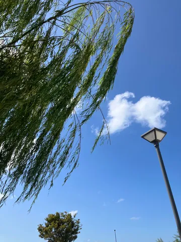 風を受ける柳と青空の縦線