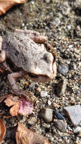 砂地に紛れた小さな謎