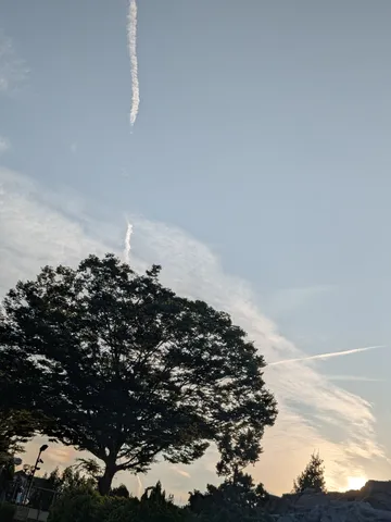 夕焼けと大樹の静寂