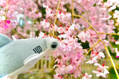 ピンクの海を行くサメ