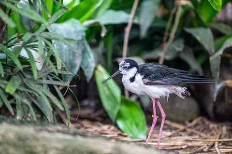 水辺に佇む、細長い脚の鳥