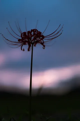 夜明け前の蜘蛛花