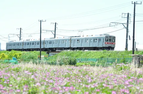 線路沿いの花畑を駆け抜ける電車