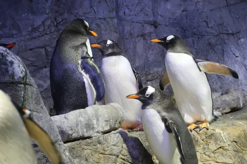 ペンギンたちの集会