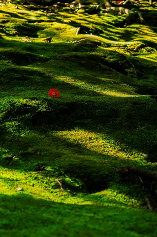 苔むす緑に咲く一輪の紅