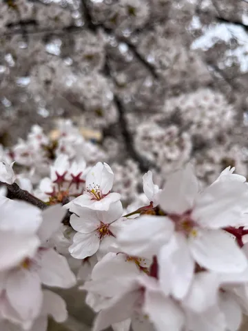 淡き春の訪れ、儚き桜の吐息