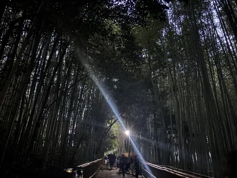 竹林のスポットライト