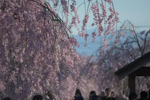 雨垂れみたいな桜