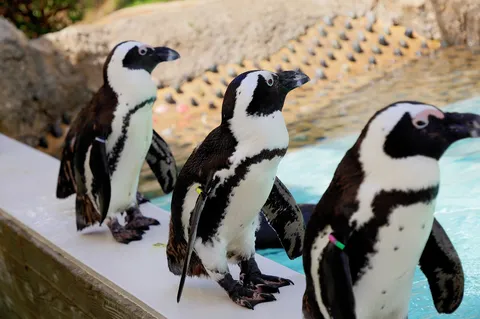 水辺に並ぶペンギンたち