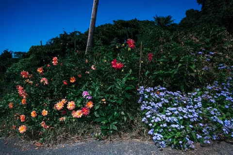 鮮やかな花と青い空