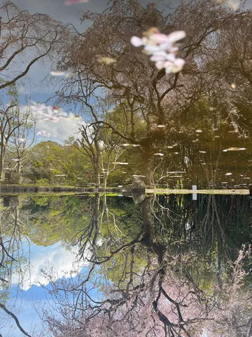 水面に映る、桜の儚い姿