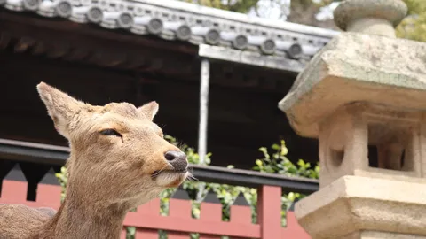 思わず見つめちゃう、鹿さんのキメ顔