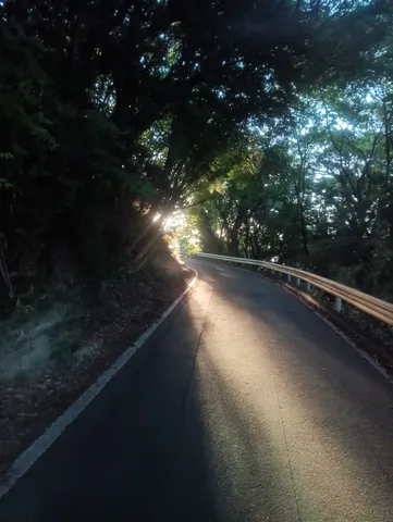 木漏れ日が照らす道