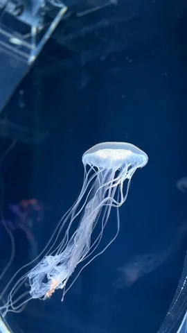 水中を漂う透明な芸術