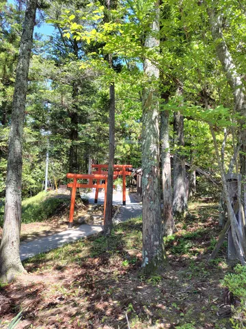 木漏れ日と鳥居の参道