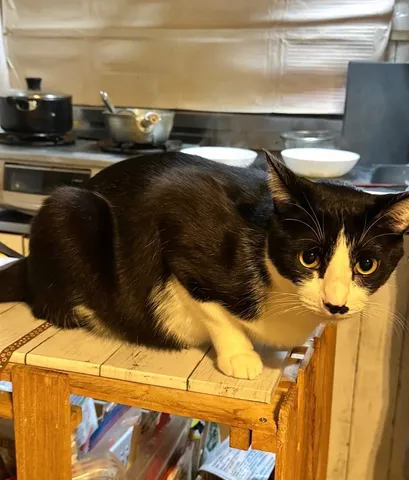 キッチンに見守り猫、現る