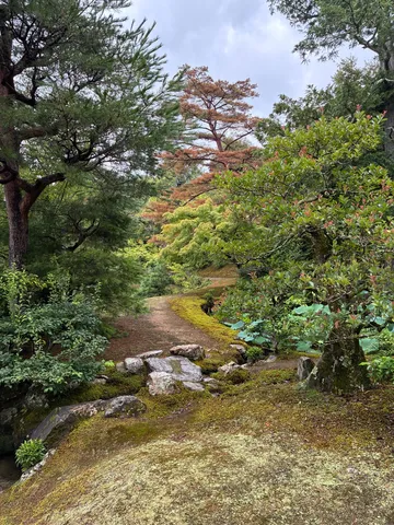 苔むす小道、木漏れ日の誘い