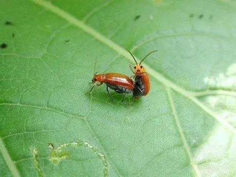 はろー！