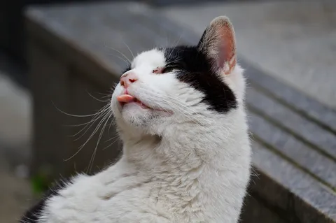 ぺろり！夏の日の猫あるある