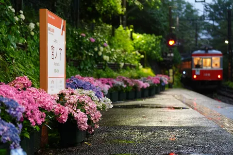 雨粒ときらめく紫陽花、列車待ちの幻想風景