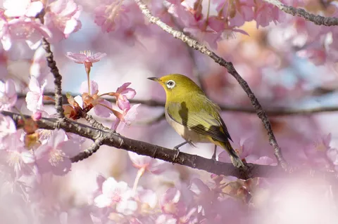 桜とメジロ、春の共演
