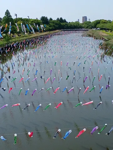 鯉のぼり、空を泳ぐ！