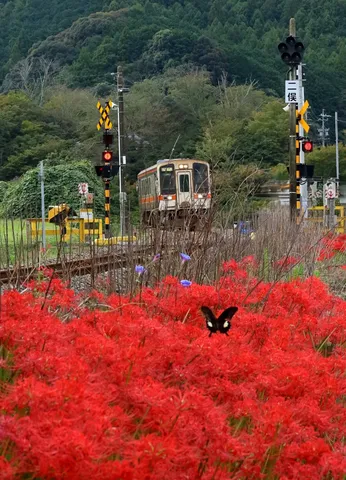 赤い花と線路の午後
