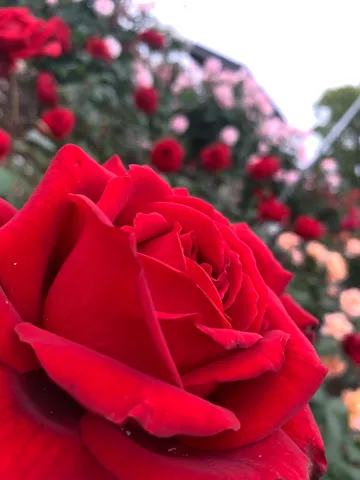 視線を奪う真紅のバラ