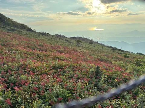 夕景と花の丘の記憶
