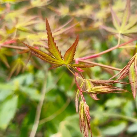 新緑の芽吹き、息吹を感じる瞬間