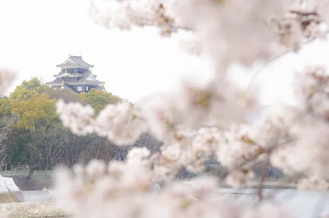 春色に染まる古城と桜