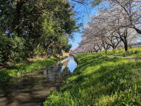 桜並木と小川の静かな日