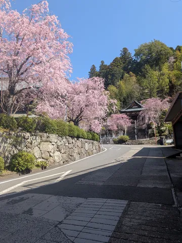 桜並木が誘う山里の春