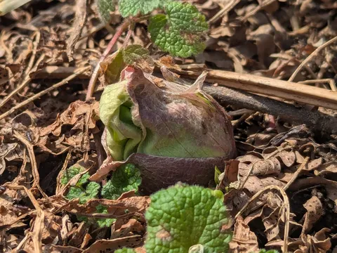 春の芽出し、生命の息吹