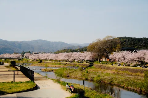 川沿いの桜、水面に映る春