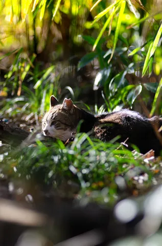 木漏れ日と見つめる猫