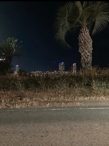 夜景とヤシの木、都会のオアシス