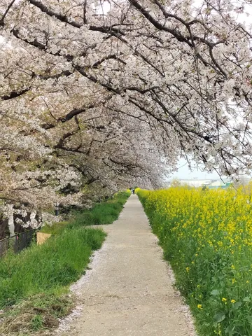 春風と花びらが誘う小道