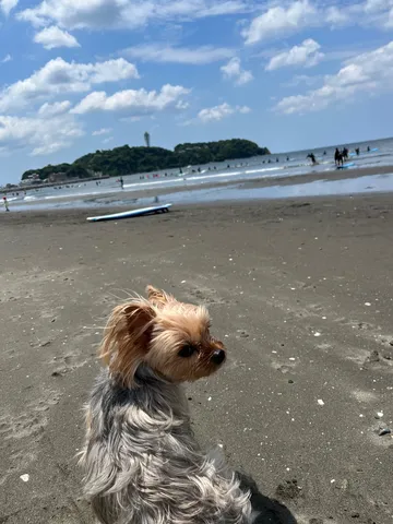 海風と犬の微睡み