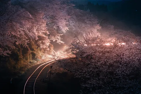 光に浮かぶ桜の線路