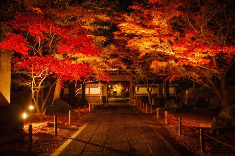 灯りに照らされる錦の回廊