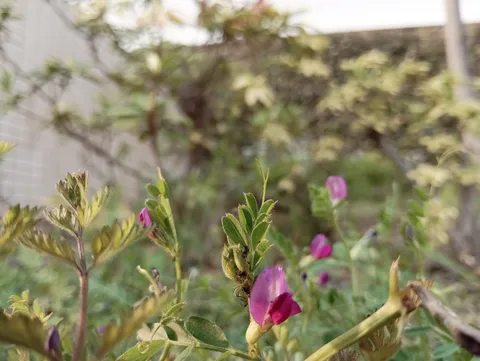 午後の光に透ける野の花