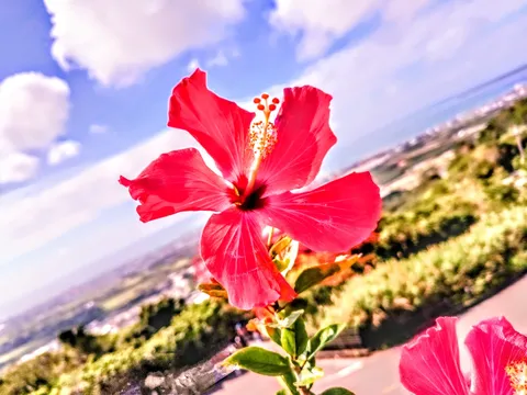 鮮烈な赤、見晴らす絶景