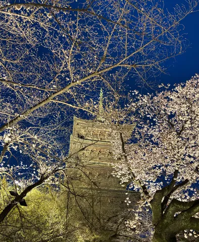 夜桜と古塔の幻想的な夜