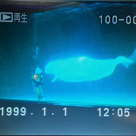 深海に響く、静かなる共鳴